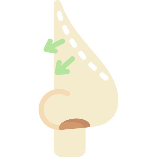 Nose