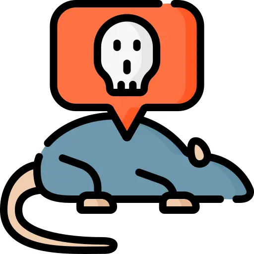Rat