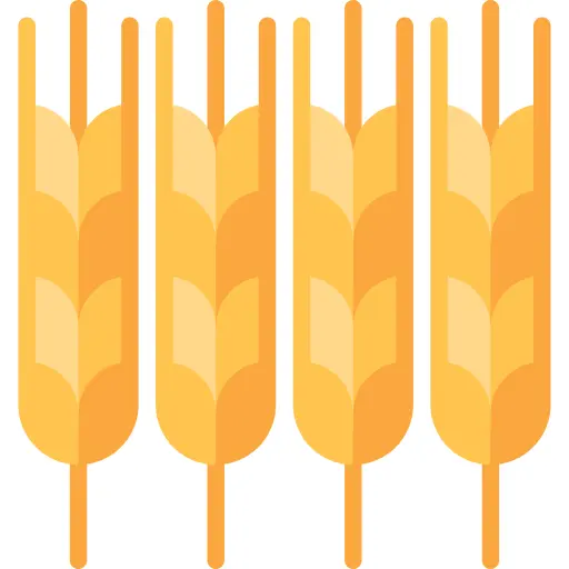 Wheat