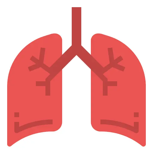 Lungs