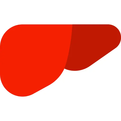 Liver