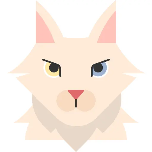 土耳其安哥拉猫