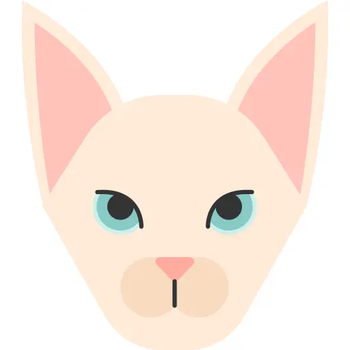 毛猫
