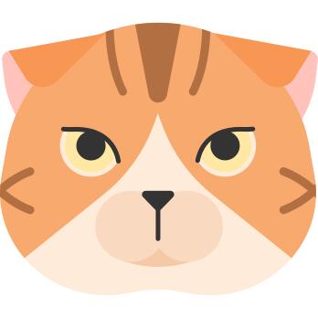 苏格兰折耳猫猫