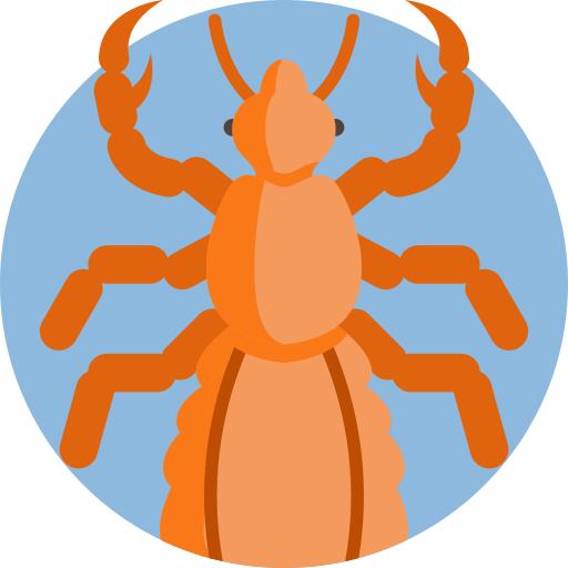 Louse