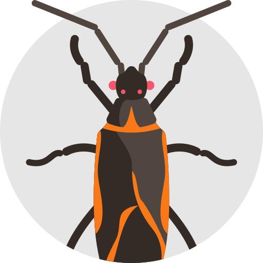 Boxelder bug