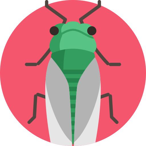 Cicada