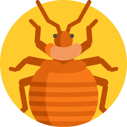 Bedbug
