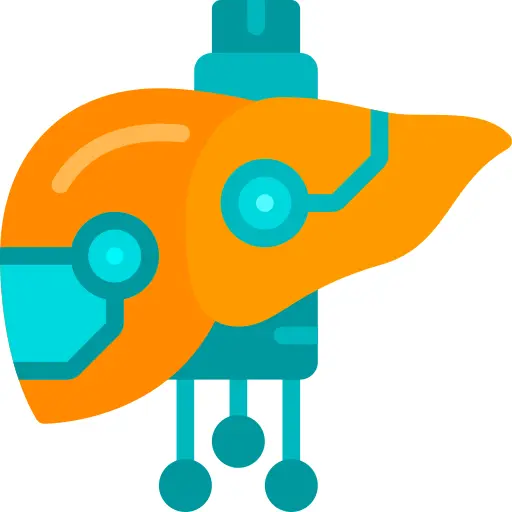 Liver