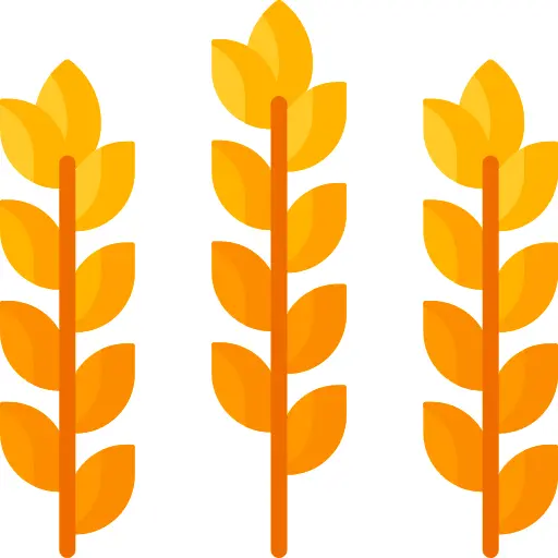 Wheat