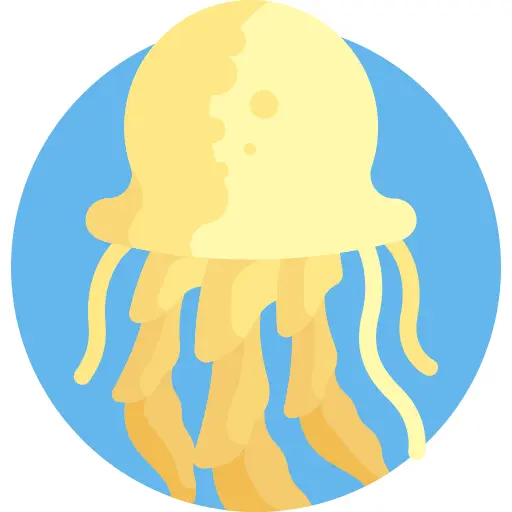 Jellyfish