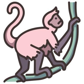 蜘蛛猴