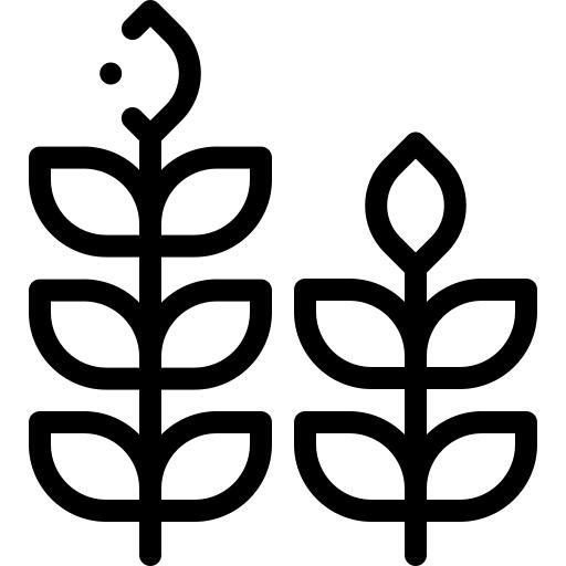 小麦