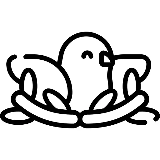 鸽子