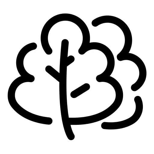 生菜