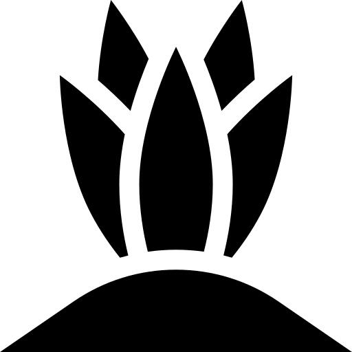 龙舌兰