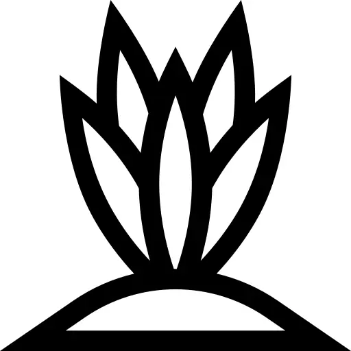 Agave
