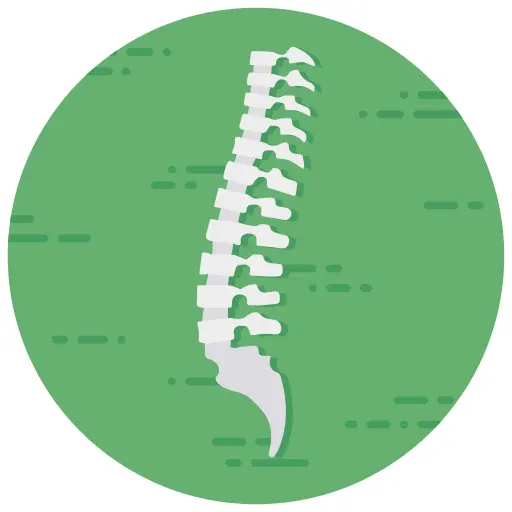 Spine
