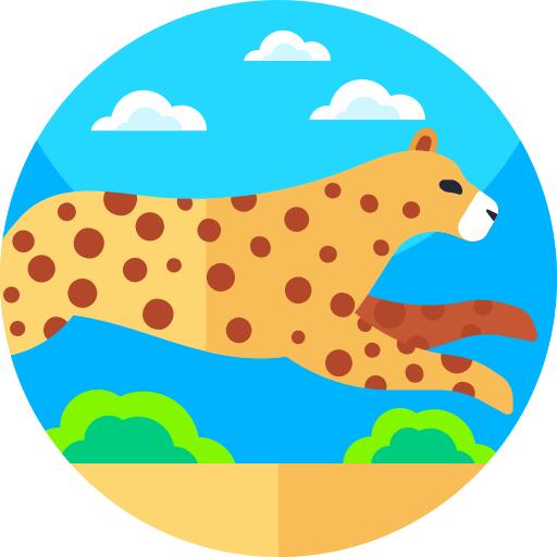 豹
