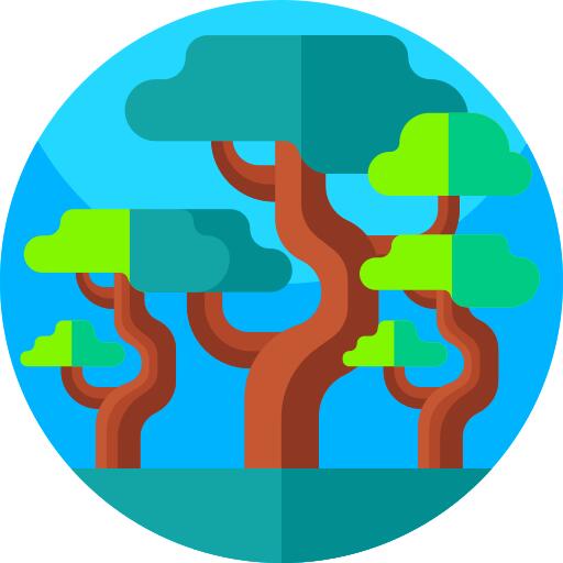 Baobab