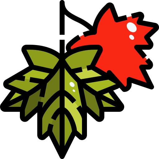Maple leaf