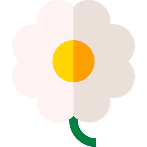 雏菊