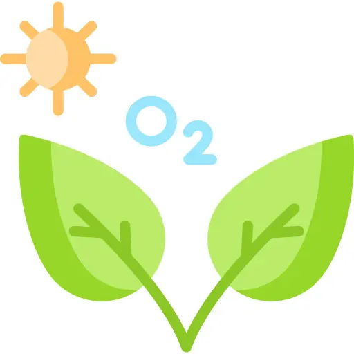 Photosynthesis