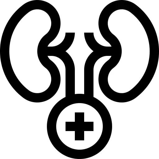 Kidney