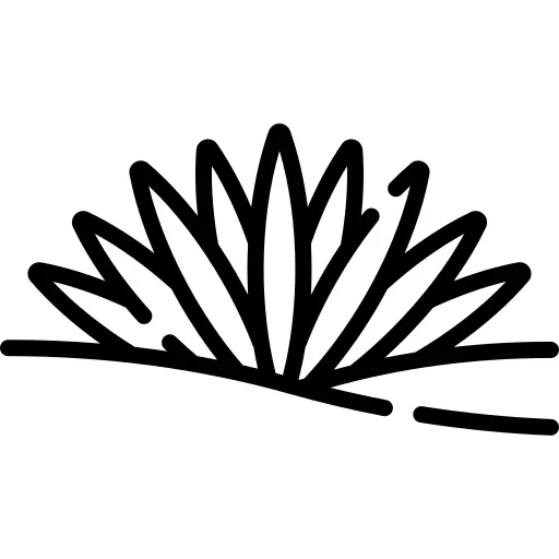 Grass