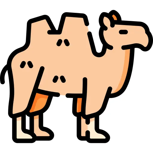 Camel