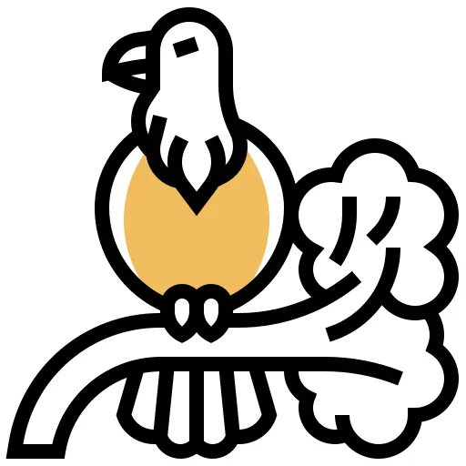 鹰