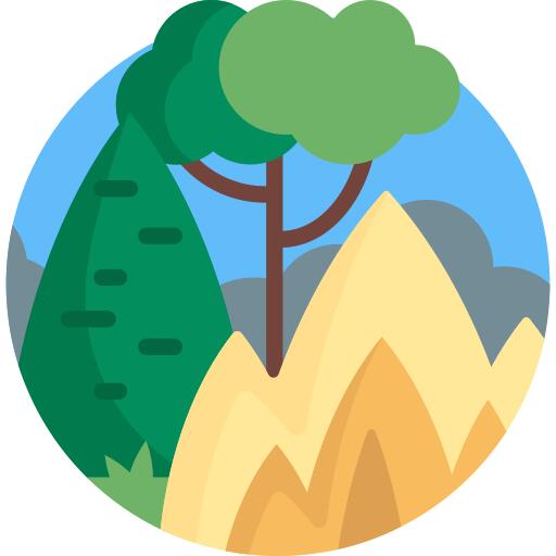 森林