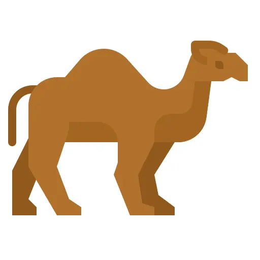 Camel