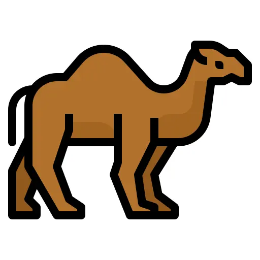 Camel