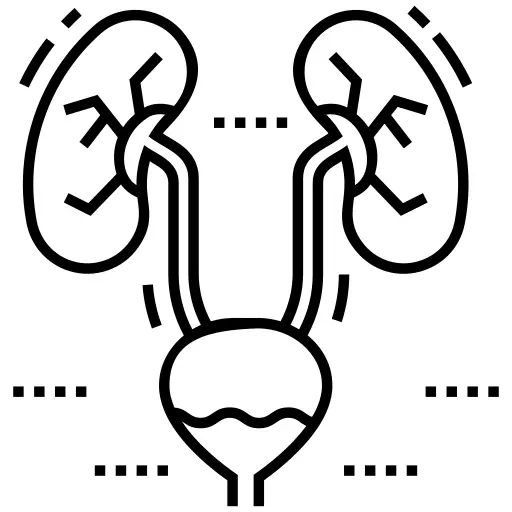 Kidneys