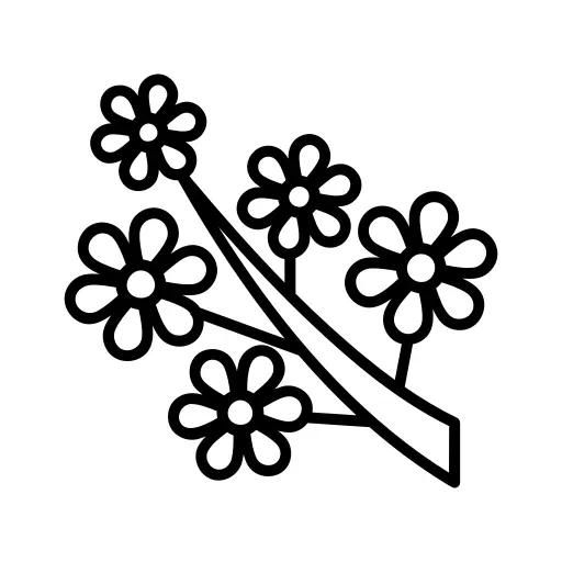 樱