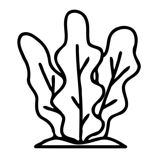 Vegetable