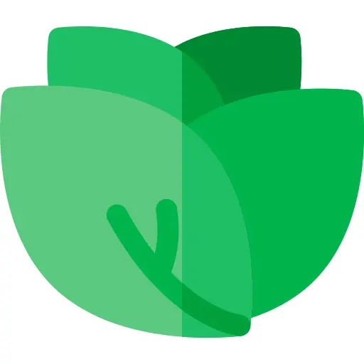 生菜