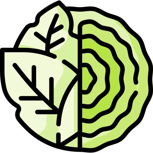 卷心菜