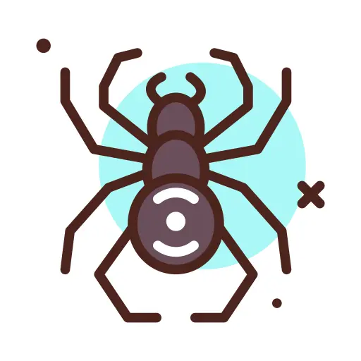 Spider