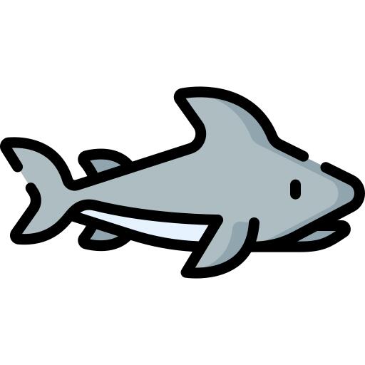 Shark