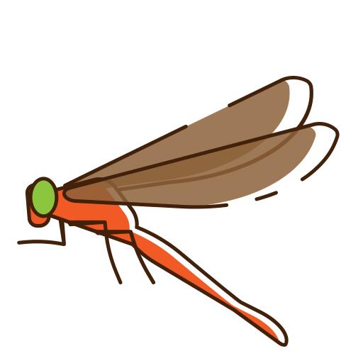 Dragonfly