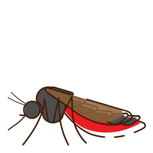 Mosquito
