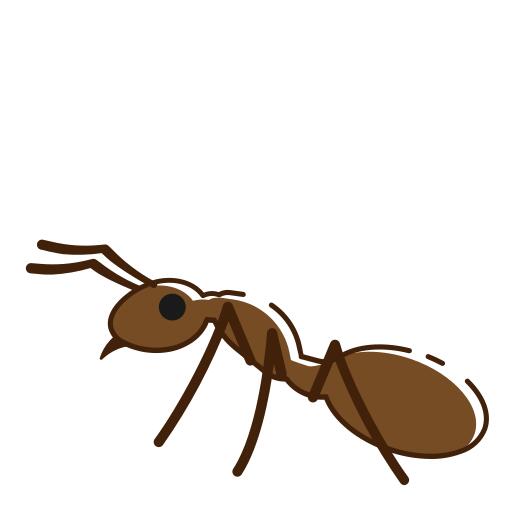 Insect