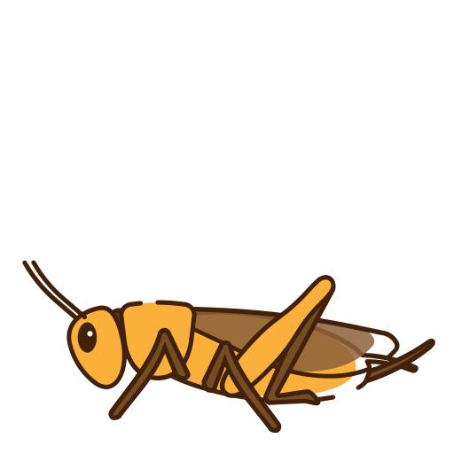 Cricket