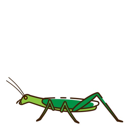 Caelifera
