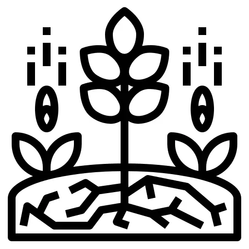 Seed