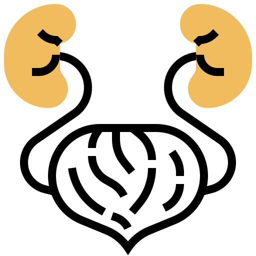 Kidney