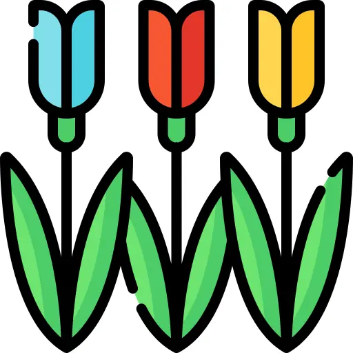 Tulips