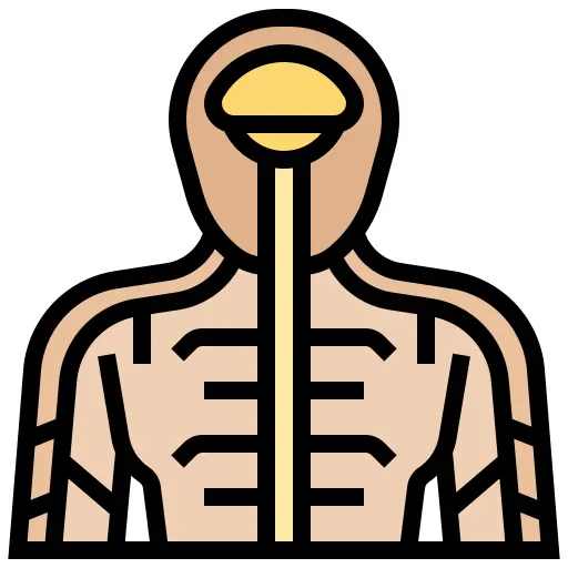 人体